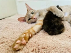 Olha que lindeza! Foto: Saving Belladonna