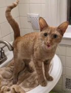 Ela e os filhotes estão em um lar temporário. Foto: Saving Belladonna