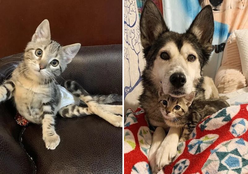 O gatinho paraplégico foi encontrado do lado de fora no frio do Alasca. Fotos: Reprodução/Vídeo