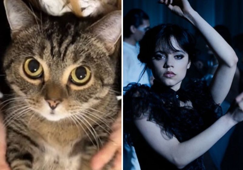 No vídeo que hipnotizou a todos, o gatinho tem suas patinhas movimentadas como da dança da série Wandinha e faz sucesso. Fotos: Reprodução/Internet