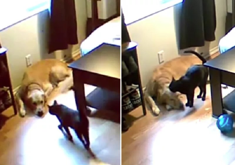 O gato conforta o cãozinho que sofre de ansiedade enquanto os donos estão ausentes - Foto: reprodução / AERIAL_ENGAGE/REDDIT