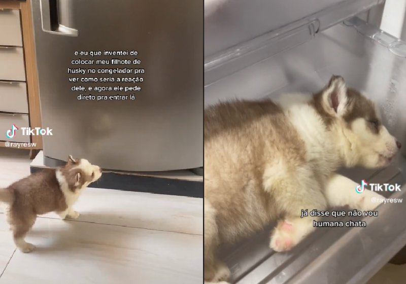 O vídeo do filhote de husky entrando na geladeira para escapar do calor no Nordeste está correndo o mundo - Fotos: reprodução / Tiktok