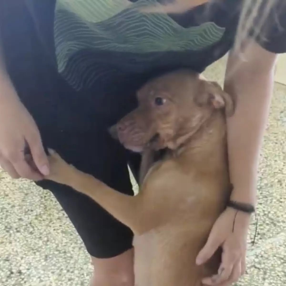 Sabe gratidão de mãe? A cachorrinha não parava de agradecer à motorista - Foto: reprodução / The Dodo