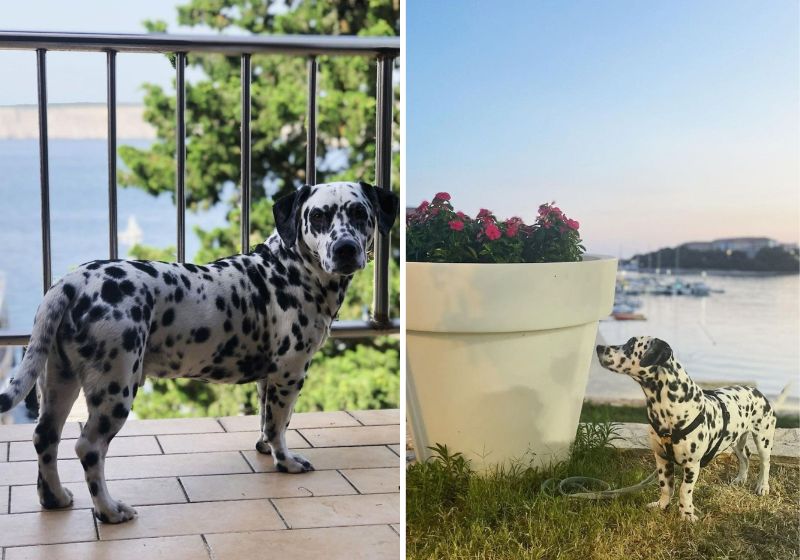 Após perceberem que Dino não crescia, os tutores Christine e Danyelle fizeram um exame de DNA no mini dálmata. Fotos: Reprodução/Redes Sociais