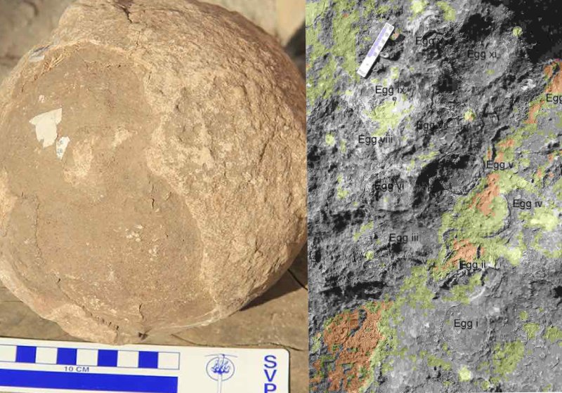 Centenas de ovos de titanosauros do tamanho de bolas de boliche foram encontradas na Índia - Fotos: Harsha Dhiman et al, 2023, PLOS ONE, CC-BY 4.0