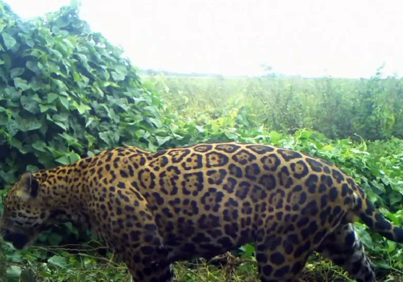 Esta onça pintada foi flagrada passando por uma das áreas mais atingidas pelos incêndios no Pantanal — Foto: Reprodução