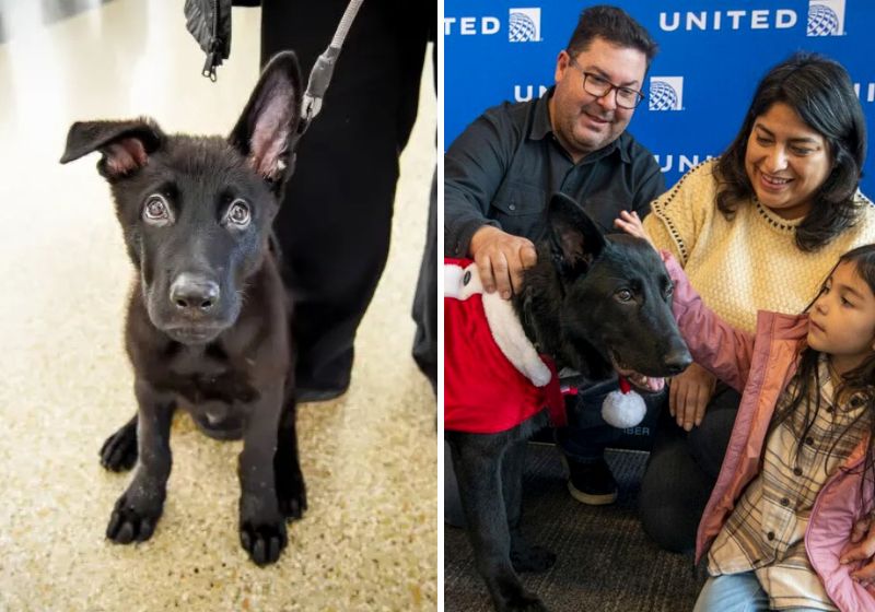 Os funcionários da companhia aérea United Airlines e do aeroporto todo abraçaram a causa do cãozinho e não deixaram que nada de mal lhe acontecesse. Fotos: Reprodução/Internet