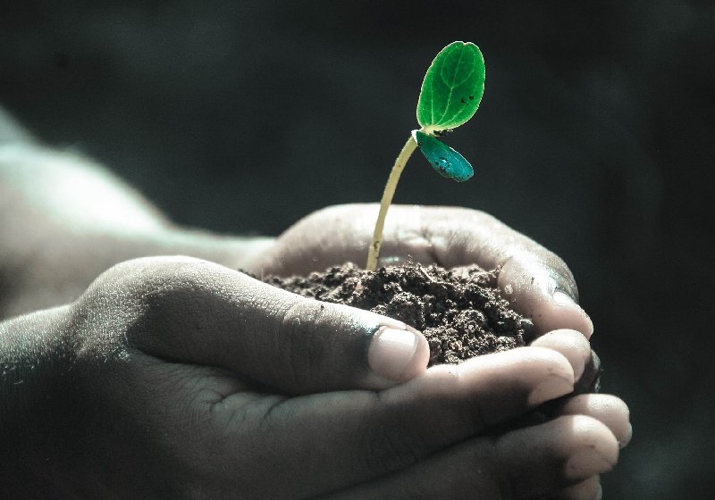 O estudo feito nos Estados Unidos mostra o poder de plantar para melhorar a saúde física, mental e a qualidade de vida - Foto: Pexels / Pixabay