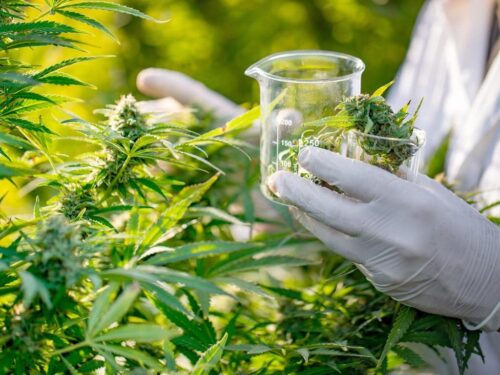 O medicamento é cientificamente comprovado para alguns tratamentos - Foto: Pixabay