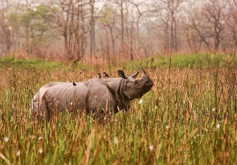 O governo da Índia fez uma força-tarefa e mostra como conseguiu acabar com a caça furtiva de rinocerontes - Foto: rinoceronte com um chifre – CC 4.0. Nejib Ahmed