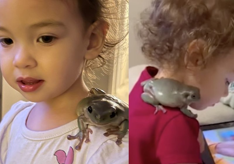 O sapo e a menina não se desgrudam. Viraram melhores amigos desde as refeições até a hora de dormir - Fotos: reprodução / SWNS