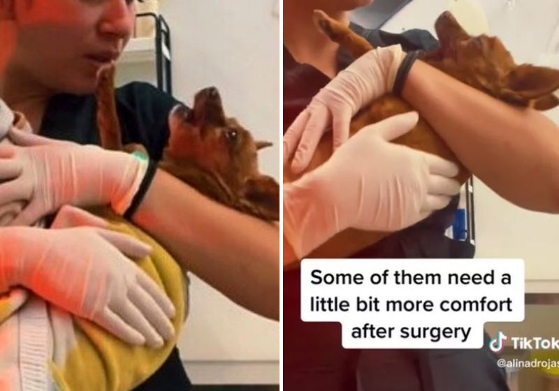 O cãozinho que acorda muito assustado é embalado pela mulher que o conforta com amor e palavras de carinho como se fosse um bebê. Fotos: Reprodução/vídeo