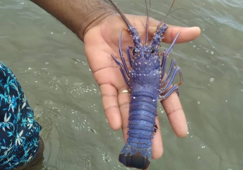 A rara lagosta azul foi devolvida ao mar depois de fotografada. - Foto: Reprodução/Twitter @eufiqueichocado