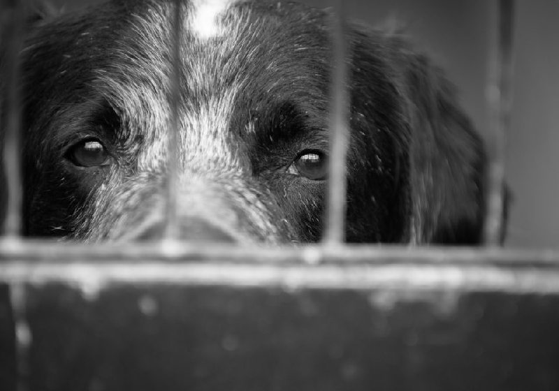 O Governo do estado de SP sanciona lei para que veterinários denunciem casos de maus-tratos a animais - Foto: reprodução / GovSP