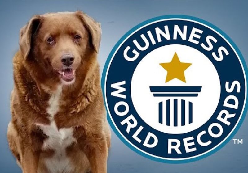 Antes de Bobi, o cão mais velho de todos os tempos foi um pastor australiano chamado Bluey, que viveu até os 29 anos e 5 meses. Foto: Reprodução/Internet