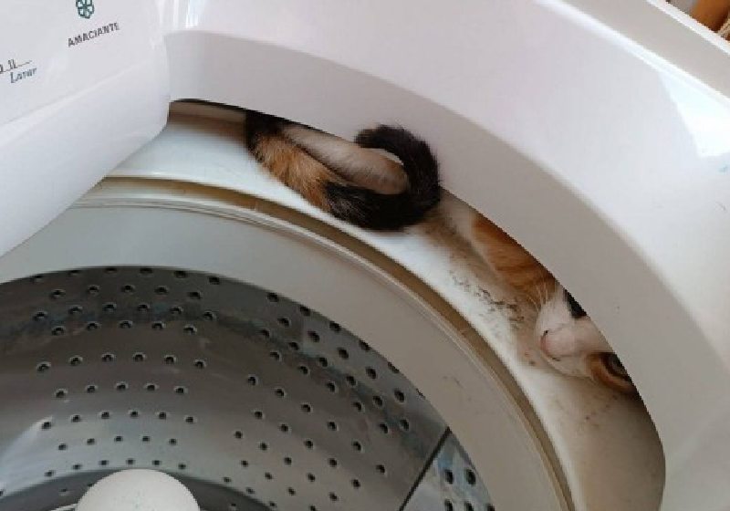 O gato estava furioso, preso dentro da estrutura da máquina de lavar, quando os bombeiros foram chamados - Foto: CBMMG