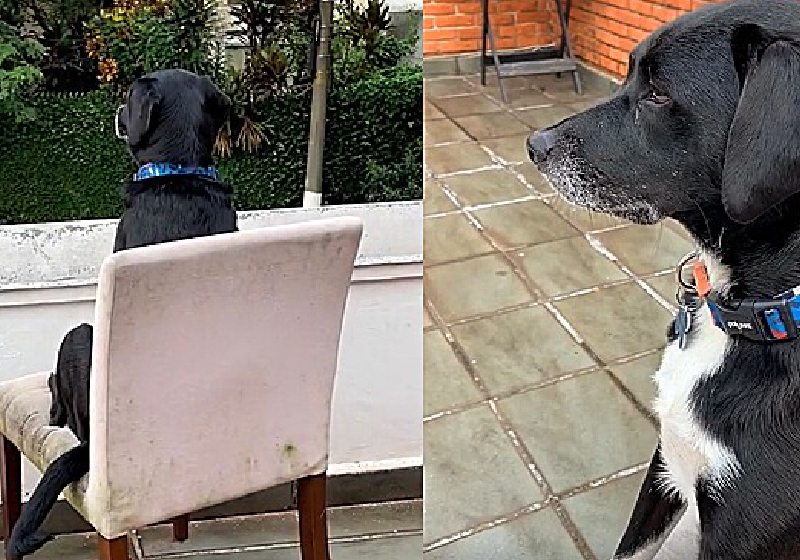 Depois que foi adotado, o Cadu virou o cão segurança do bairro. Um verdadeiro xerife! - Fotos: reprodução / TikTok