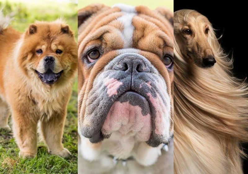 Chow-chow, Galgo afegão e Bulldog inglês estão entre as raças mais dóceis de cachorrinhos. Foto: Reprodução/PetLove.