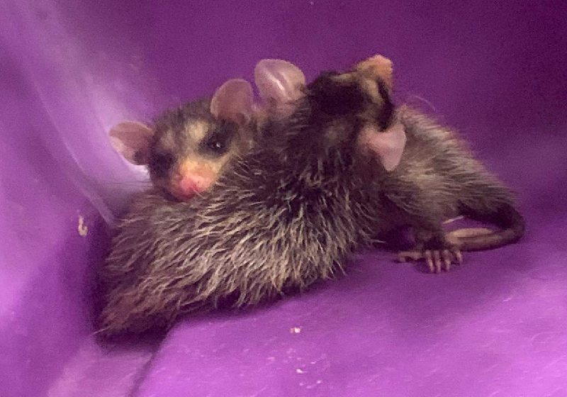 Os bebês de gambá adotados pela gata em Vila Velha [ES] - Foto: Divulgação / Guarda Municipal de Vila Velha