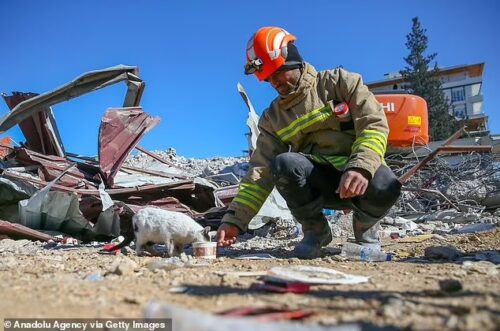 O gato e o bombeiro onde se conheceram, nos escombros do terremoto na Turquia