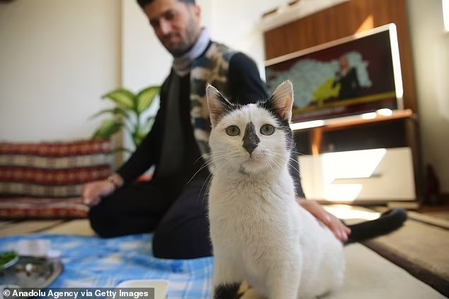 Olha a carinha do gato apaixonado...