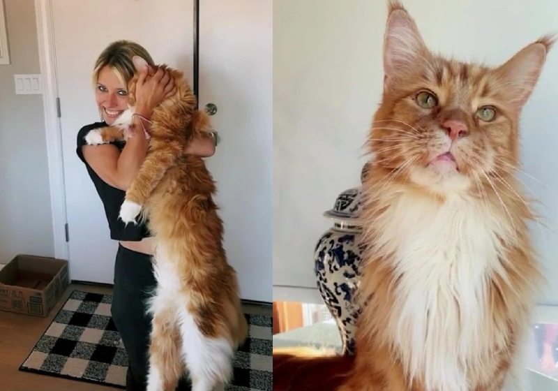 Finn tem 6 anos. O gato gigante é tão grande que tem a mesma altura de uma criança de nove anos - Fotos: Natalie Bowman / SWNS