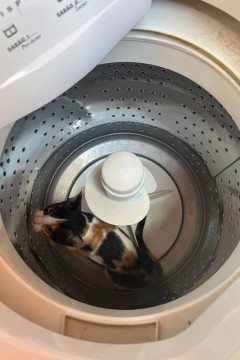 O gato descO gato desconhecido se escondeu na máquina de lavar de um vizinho e não conseguia sair, até que os bombeiros chegaram - Foto: CBMMGonhecido se escondeu na máquina de lavar de um vizinho e não conseguia sair - Foto: CBMMG