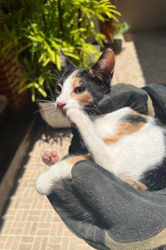 O gato foi salvo pelos bombeiros e fugiu em seguida - Foto: CBMMG