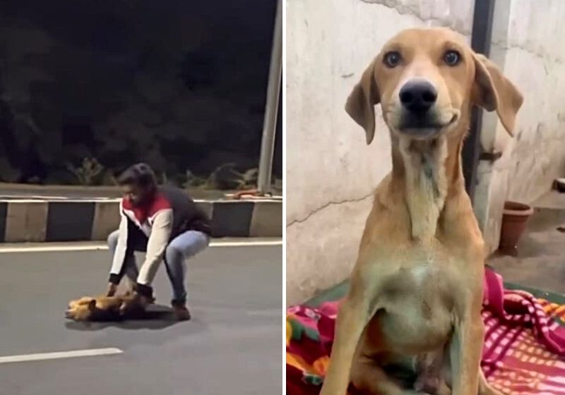 As imagens são de arrepiar. O homem achou que o cão caramelo estava morto na pista, mas quando o pegou ele piscou os olhos - Fotos: Reprodução/Vídeo