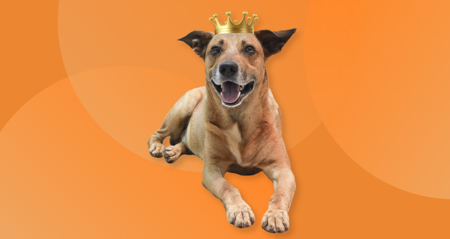 Vocês acharam que não ia ter vira-lata caramelo hoje? É claro que a menção honrosa desse ranking vai pro nosso viralatinha preferido. Foto: Reprodução/Perigotstore.