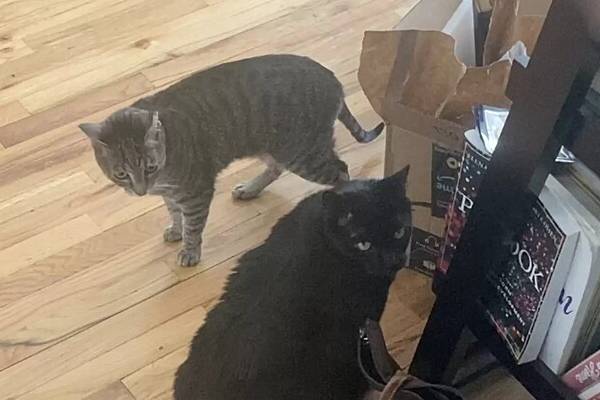 A última pegadinha da dupla foi Jude se esconder embaixo da cama, levando Dina à loucura tentando pegá-la. - Foto: Divulgação/Dina Massery