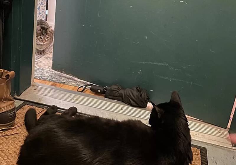 Atualmente, o gatinho não vive sem a amiga e os dois causam o caos (mais fofo que existe) no prédio! - Foto: Divulgação/Dina Massery