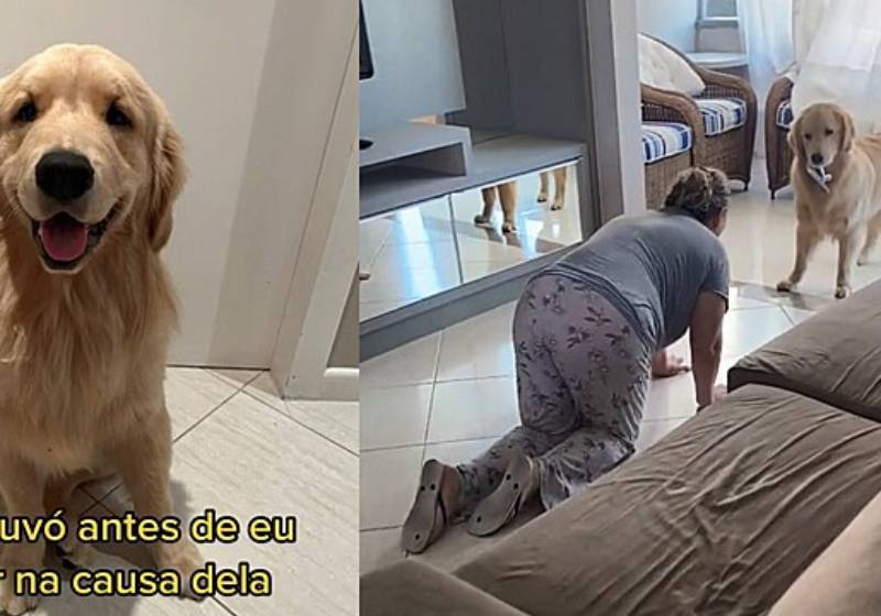 A vovó rejeitava o cãozinho Bento, mas foi só passar alguns dias que ela começou a amá-lo e pagar micos como este (rs). - Foto: Reprodução/TikTok @goldenbentoo