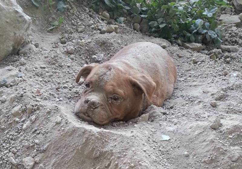 Num ato de crueldade, a cadela foi enterrada viva, mas um amante dos animais passava por perto do local! - Foto: Pedro Dinis