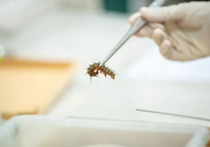 As proteínas Losac e Lopapa, encontradas no veneno da taturana de fogo, têm grande potencial no combate a doenças degenerativas. Foto: Reprodução/Instituto Butantan
