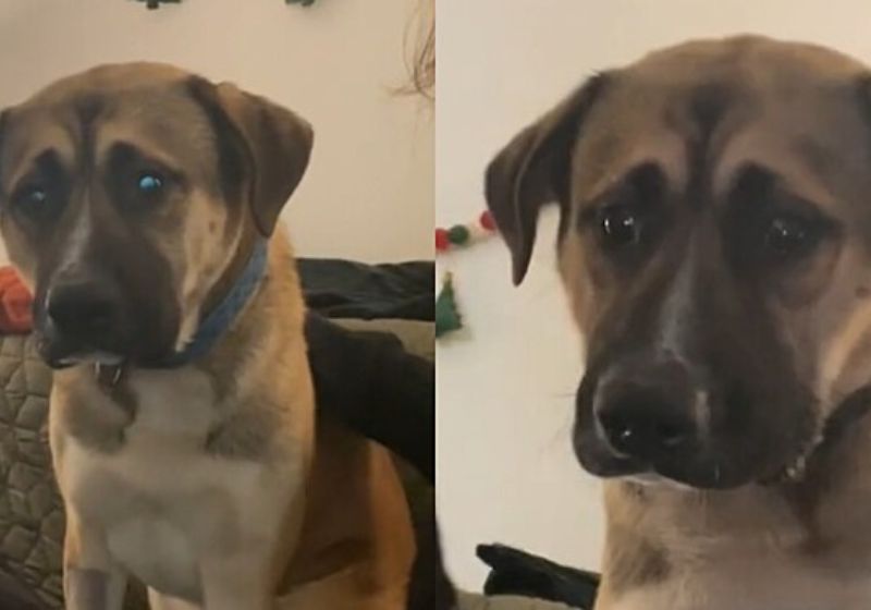 Badger, o cachorro que ficou chocado ao conhecer um felino pela primeira vez, foi adotado e agora tem um lar! Foto: Reprodução/camilleandthedogs/TikTok.