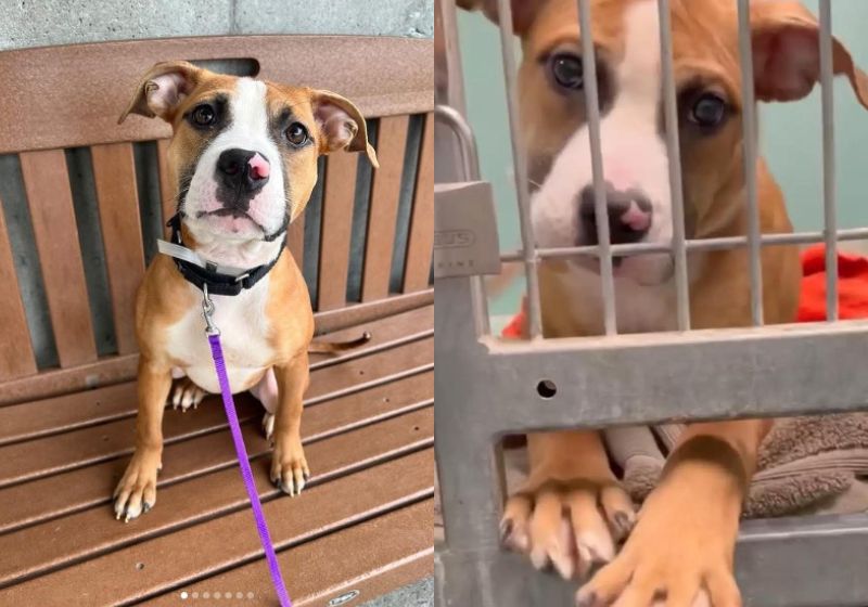 Em busca de uma nova família, a cachorrinha Barbie usava um truque para ser adotada. Ela esticava as patas para chamar a atenção. Foto: Reprodução/@barbie_berry_cute/Instagram.