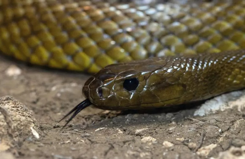 Serpente marrom, que atacou Alba e Jake, é famosa por causar acidentes com mortes na Austrália. Foto: David Clode/Unsplash.