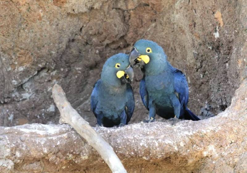 A Espécie Anodorhynchus leari, das araras-azuis-de-lear, já está em perigo de extinção - Foto: Divulgação/CECFAU