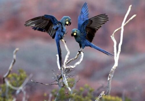 As aves voam em pares ou em bandos - Foto: João Marcos Rosa/Fundação Biodiversitas