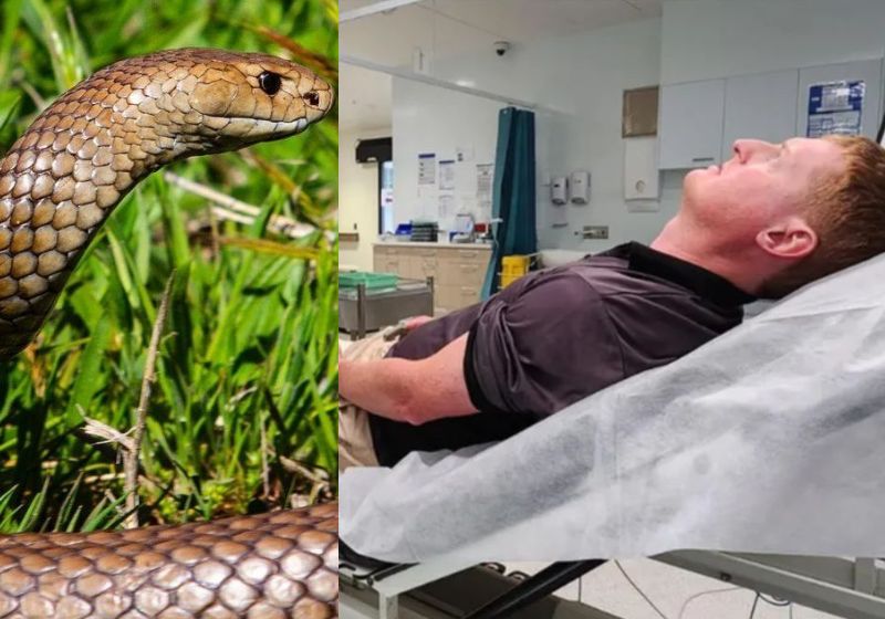 Jake Coombe, o pai que salvou a filha de picada de cobra mortal virou herói em sua cidade! Foto: Reprodução/ACT Snake Removals e Facebook/Jake Coombe.