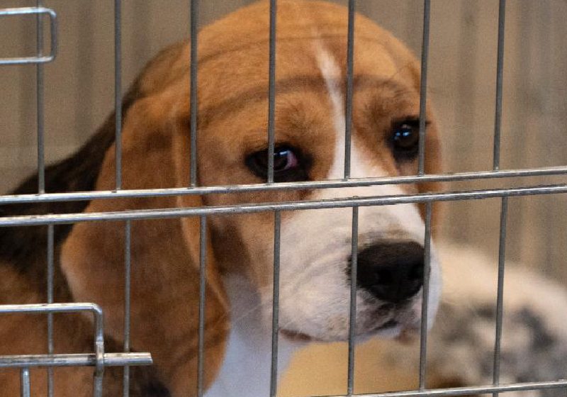 A resolução que proíbe o uso de animais para testes no Brasil saiu no Diário Oficial e já está em vigor - Foto: Getty Images / iStockphoto