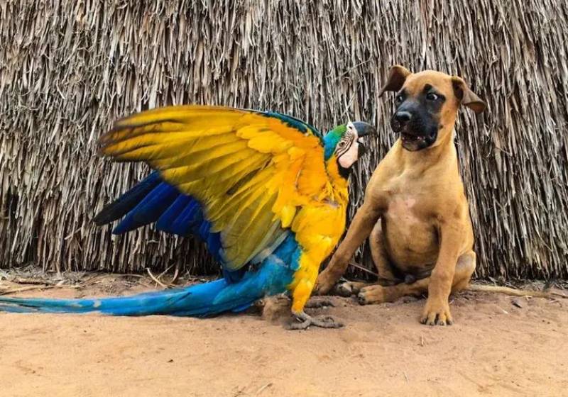 Desde a infância, o fotógrafo vai às terras indígenas para ver a amizade dos animais! - Foto: Gabriel Villas Boas