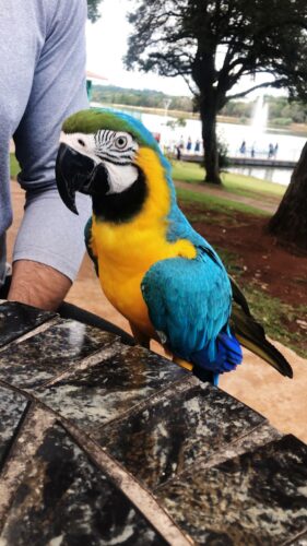 A arara Kevin. - Foto: Instagram/@kevin_a_arara
