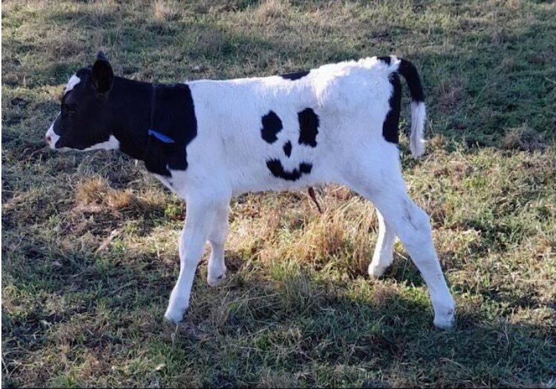 O bezerrinho Happy nasceu com uma mancha muito inusitada em seu corpo, parece uma carinha sorridente! Foto: Reprodução/ABCNews.