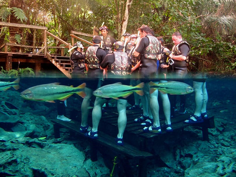Mergulhar com peixes na águas cristalinas de rios em Bonito (MS) é um passeio inesquecível! Foto: Reprodução/Entremares.