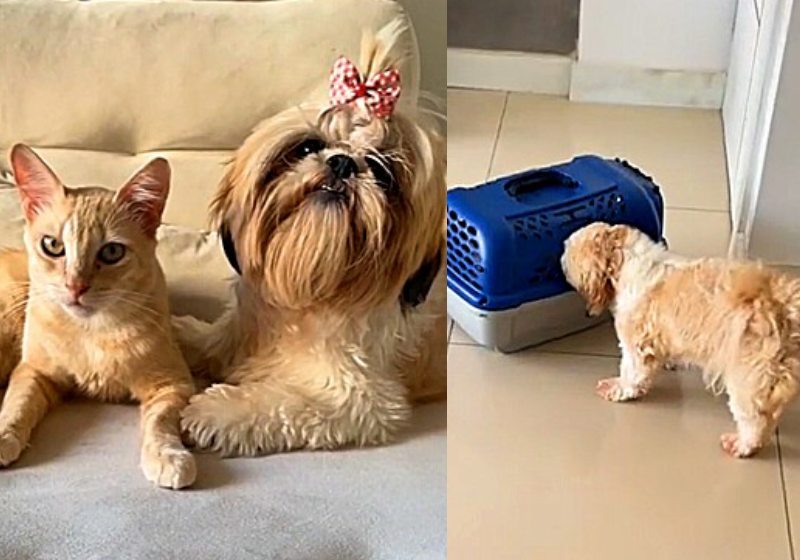 O gatinho Caramelo chegou à vida da Shih-tzu Giovana a "pedido" dela mesma, que ama felinos e sentia falta de um amiguinho bichano. Foto: Reprodução TikTok/@amandacarmina
