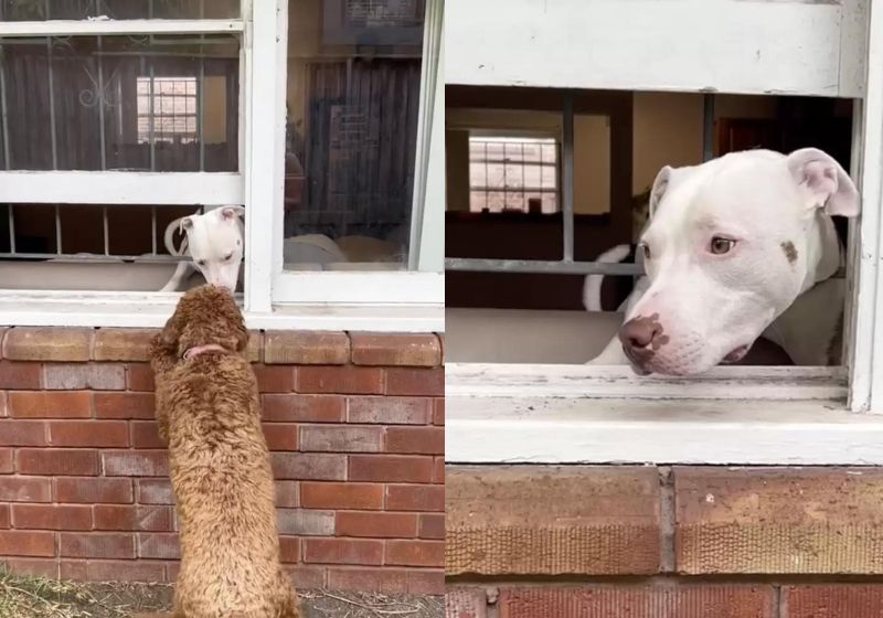 A história entre Winnie e Chips é digna de um filme do Oscar! A cachorrinha se apaixonou por Chips logo na primeira interação entre os dois. Foto: Reprodução/win.word/TikTok.