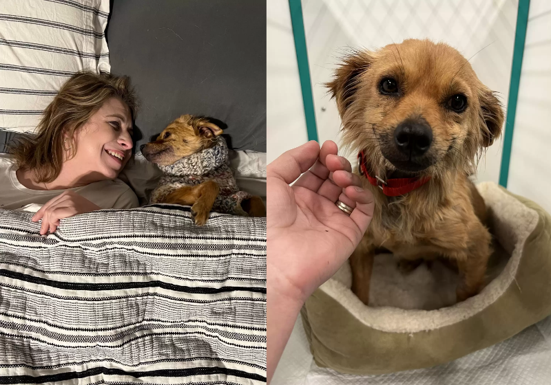 A vira-lata caramelo não para de sorrir desde que foi adotada. A alegria dela é contagiante! - Foto: NDLB