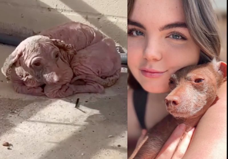 O cachorrinho foi adotado pela jovem Brylee Powell, depois de passar por muita coisa, ele ganhou amor! Foto: Reprodução/NotBrylee/ Reddit